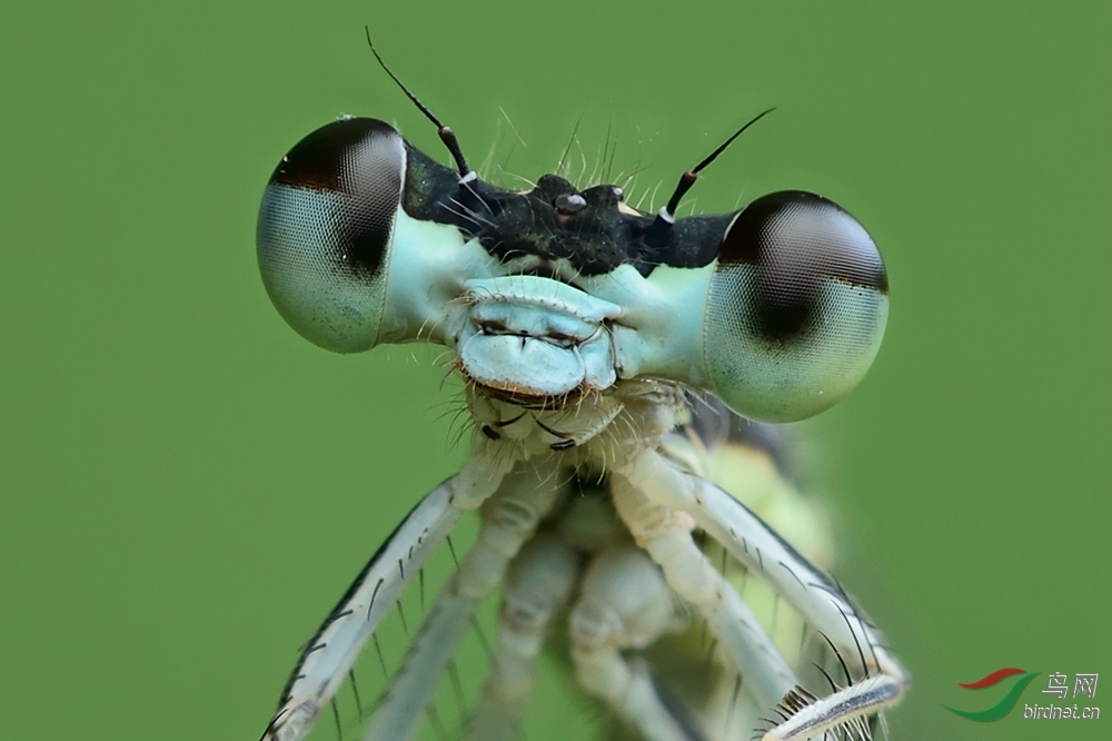 白扇蟌的大眼睛