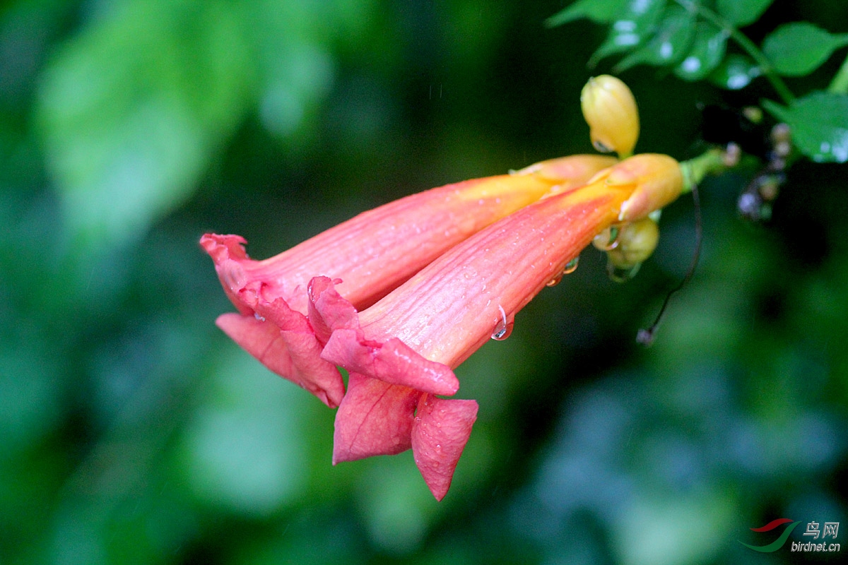 凌霄花为什么叫堕胎花(凌霄花为什么叫这个名字)