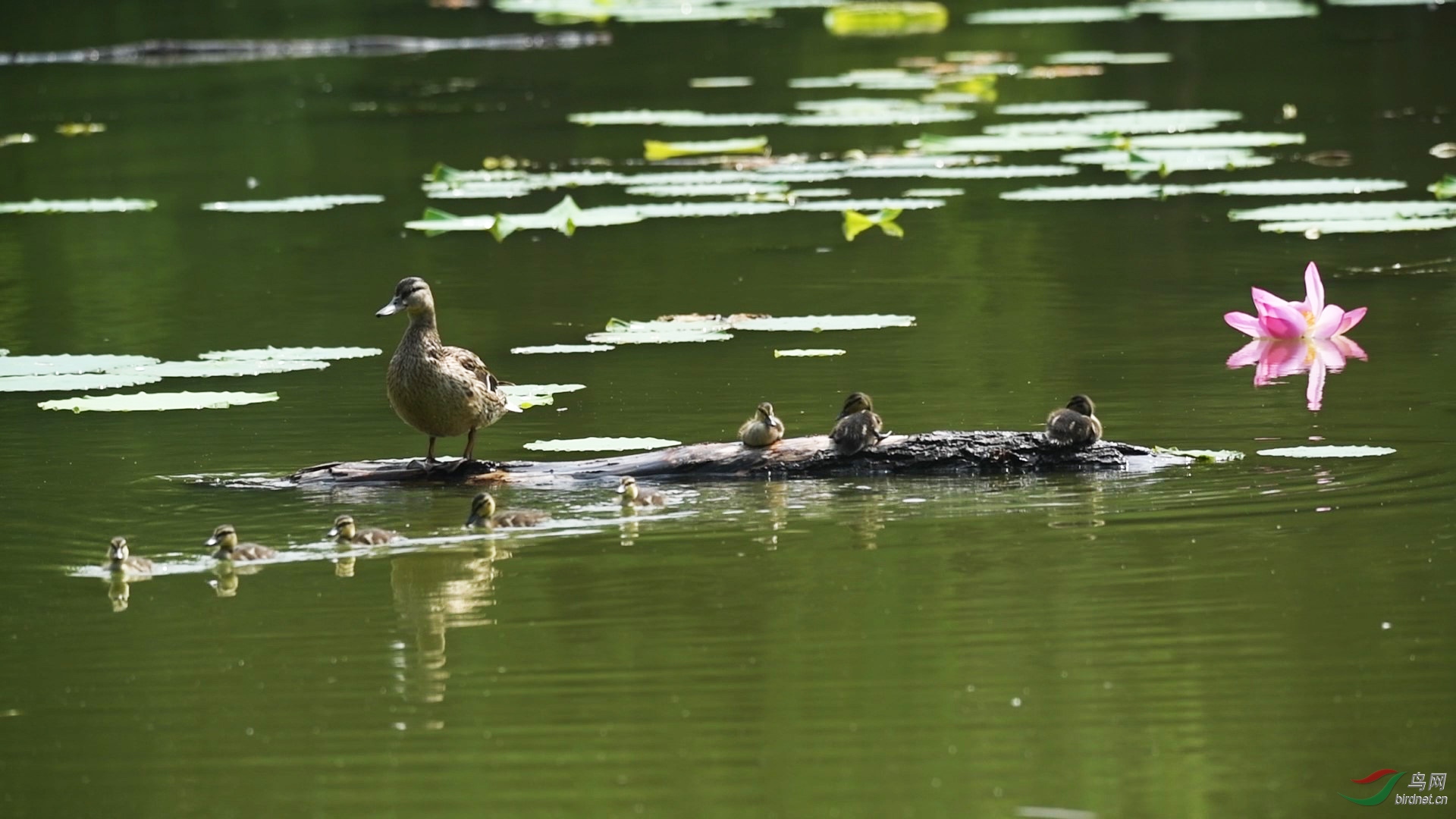 DSC_3883 00_00_12-00_00_33_Moment-1-p-1.jpg