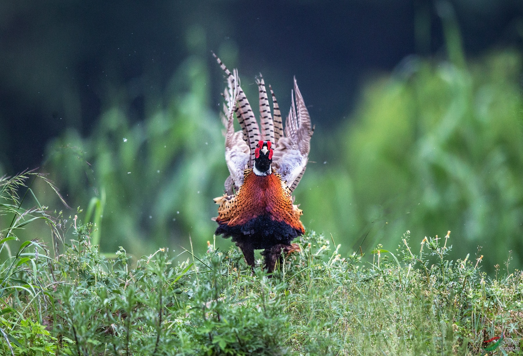 BW4Q1733 - ����.jpg