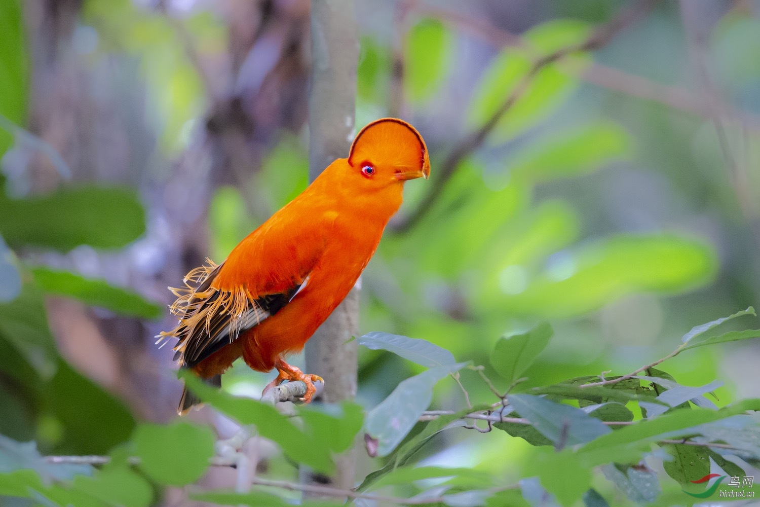 圭亚那动冠伞鸟 guianan cock-of-the-rock