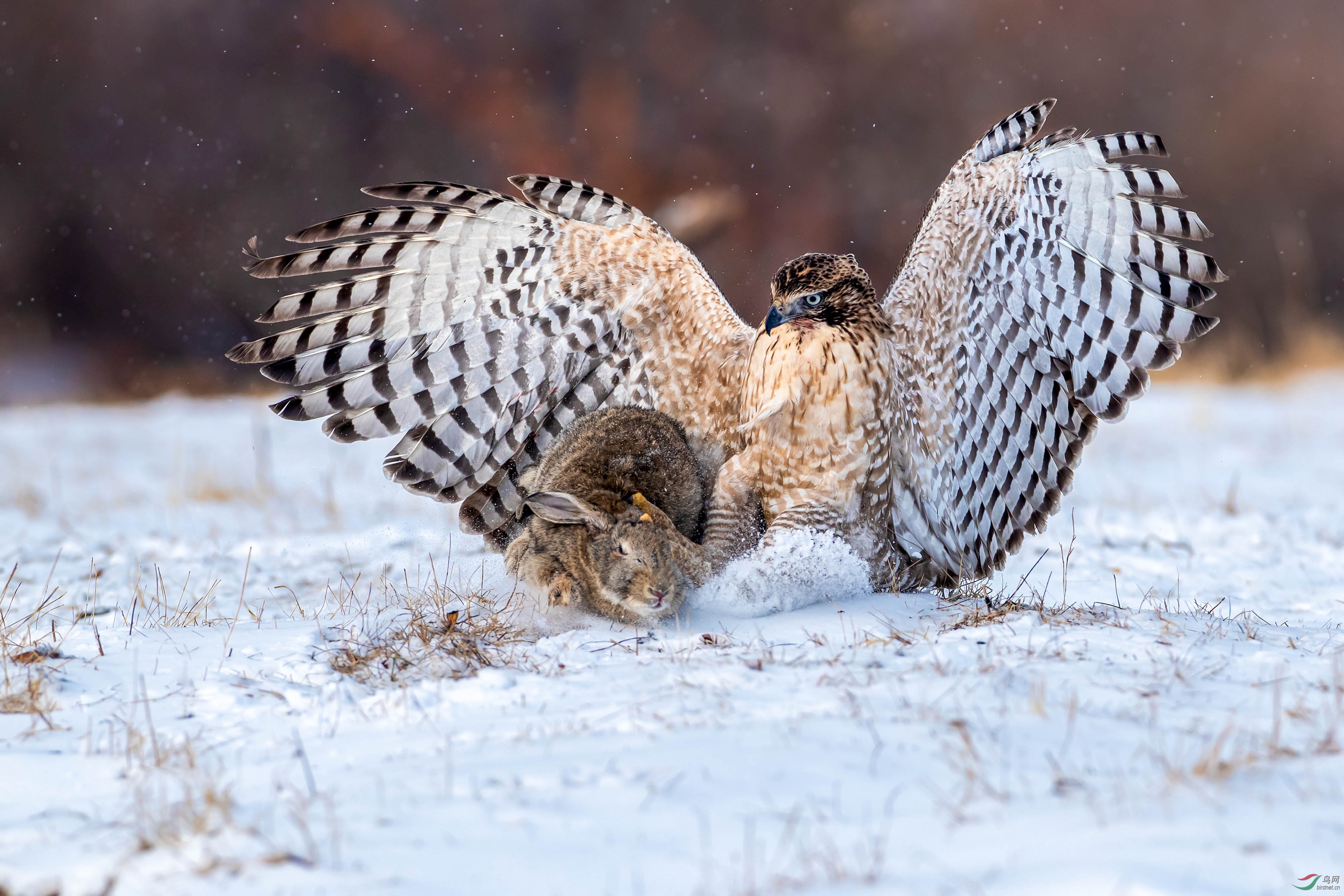 猛禽抓捕鹰雕