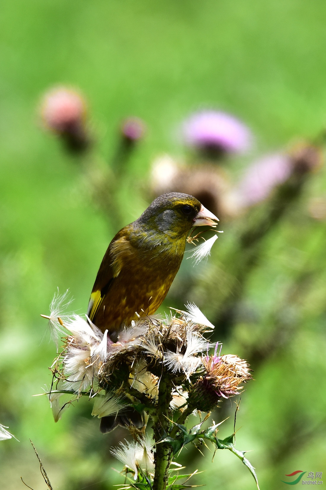 DSC_0567.JPG
