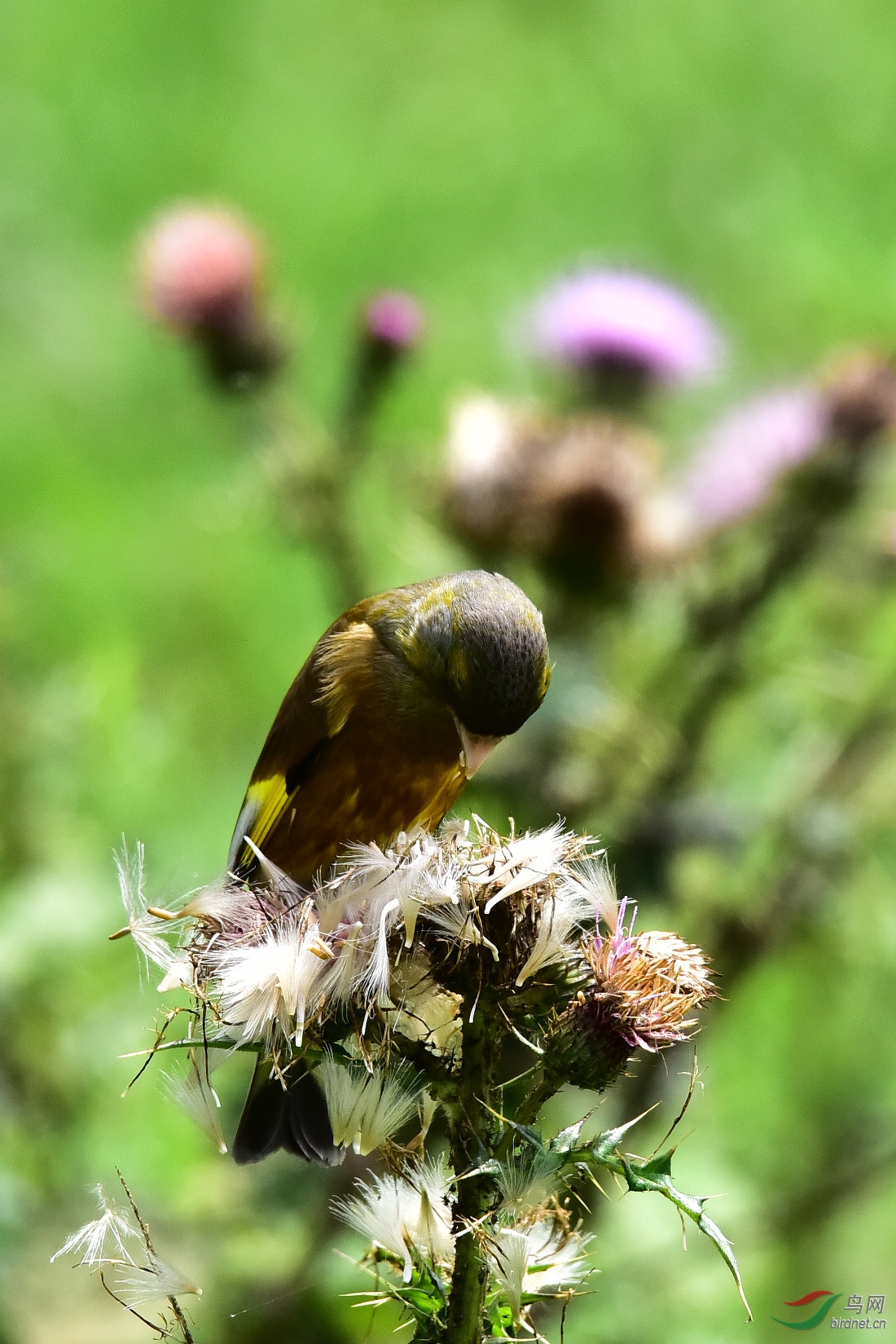 DSC_0571.JPG