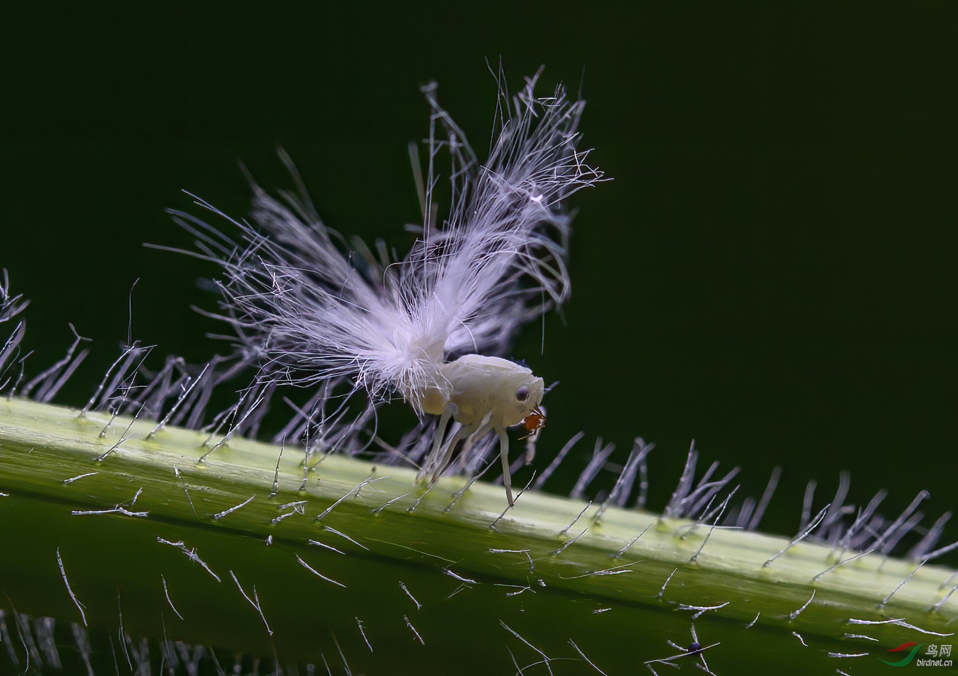 广翅蜡蝉的若虫图片图片