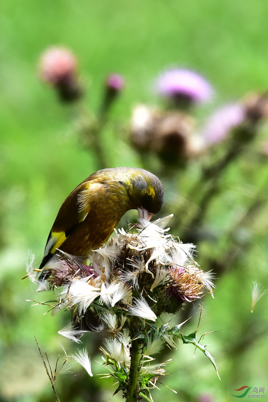 DSC_0574.JPG