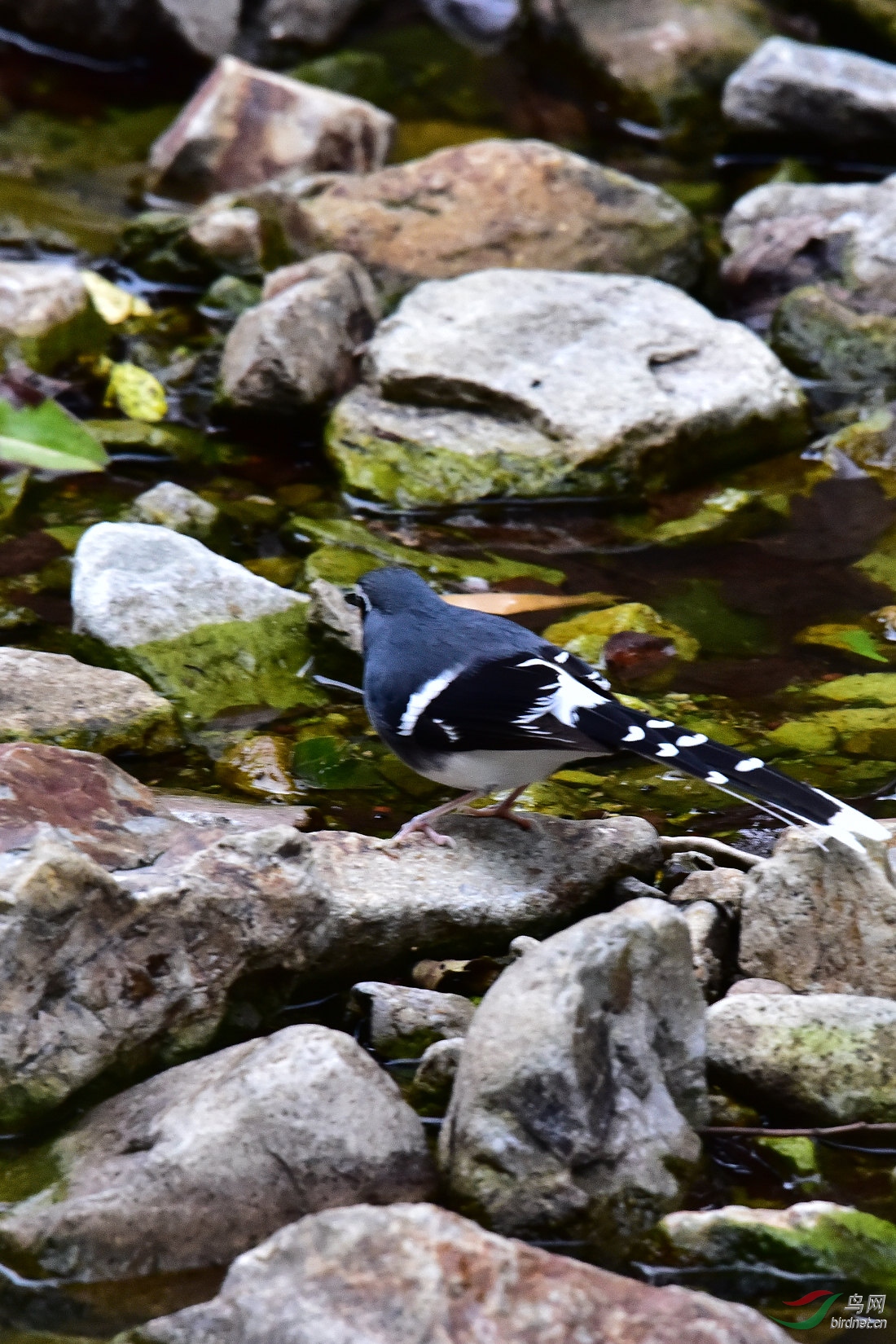 DSC_0575.JPG