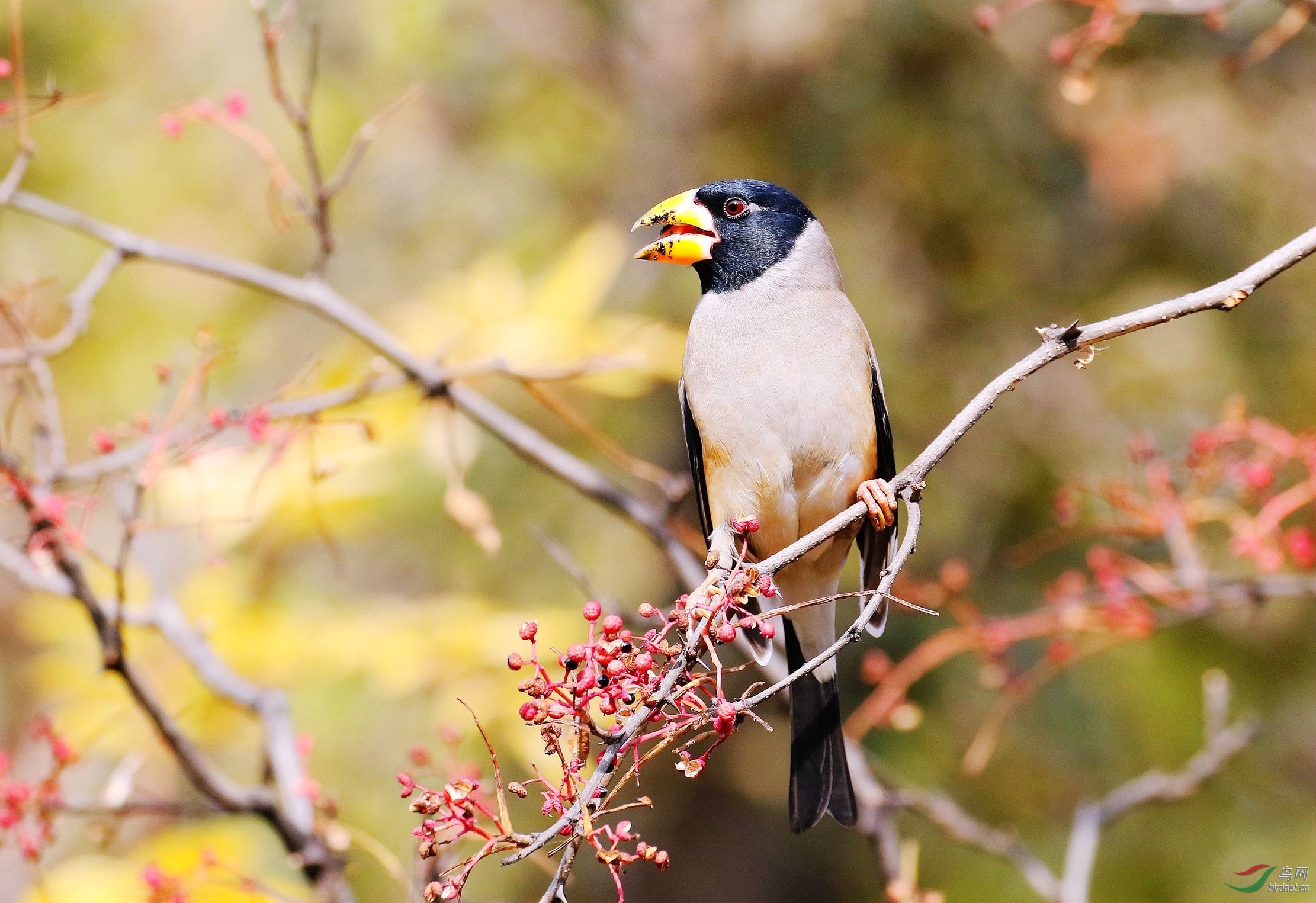 花椒树上的雄蜡嘴鸟