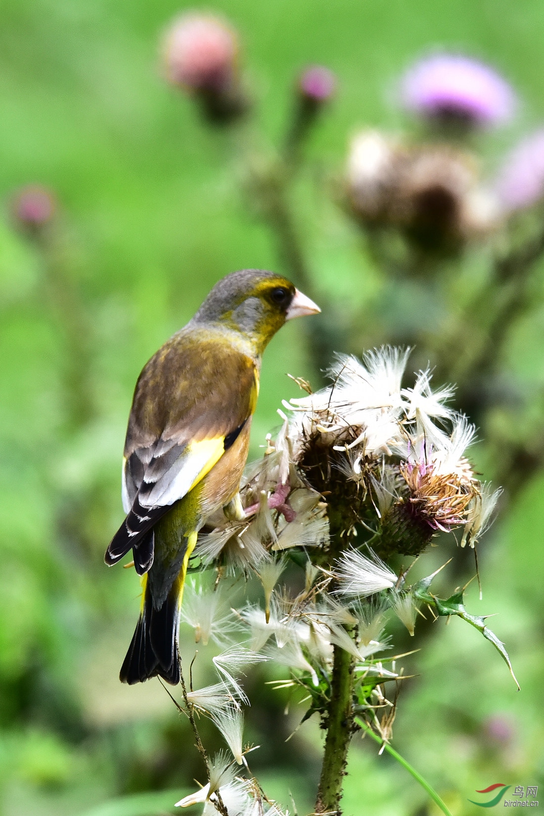 DSC_0577.JPG