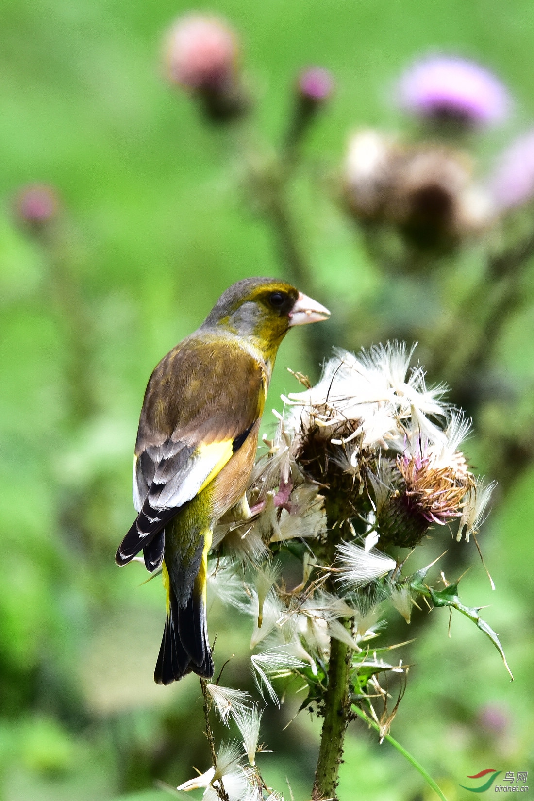 DSC_0578.JPG