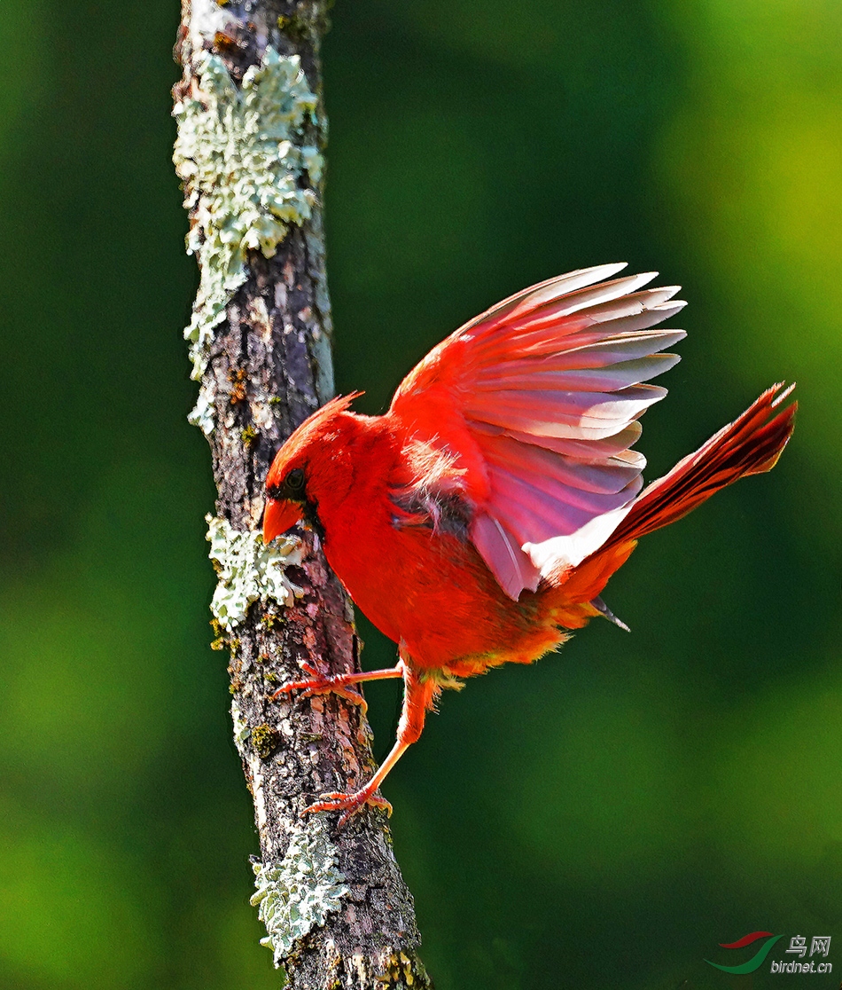 北美红鸟