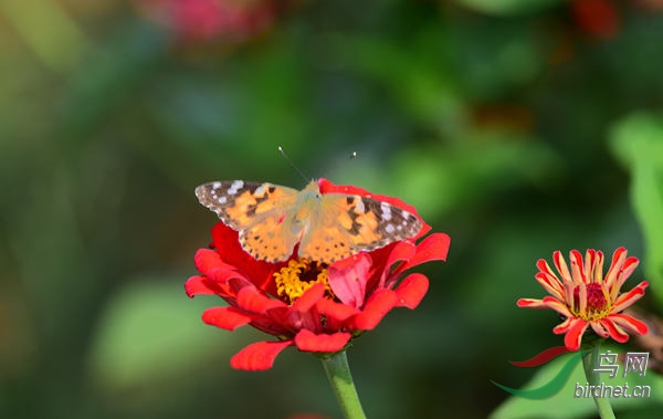 DSC_1115_����.jpg
