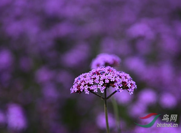 DSC_0957_���� - ����.jpg