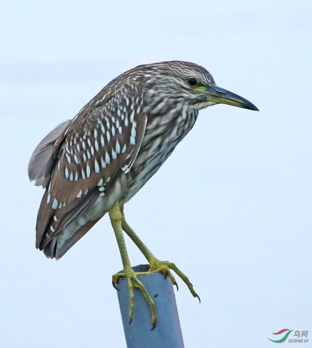 4����³��