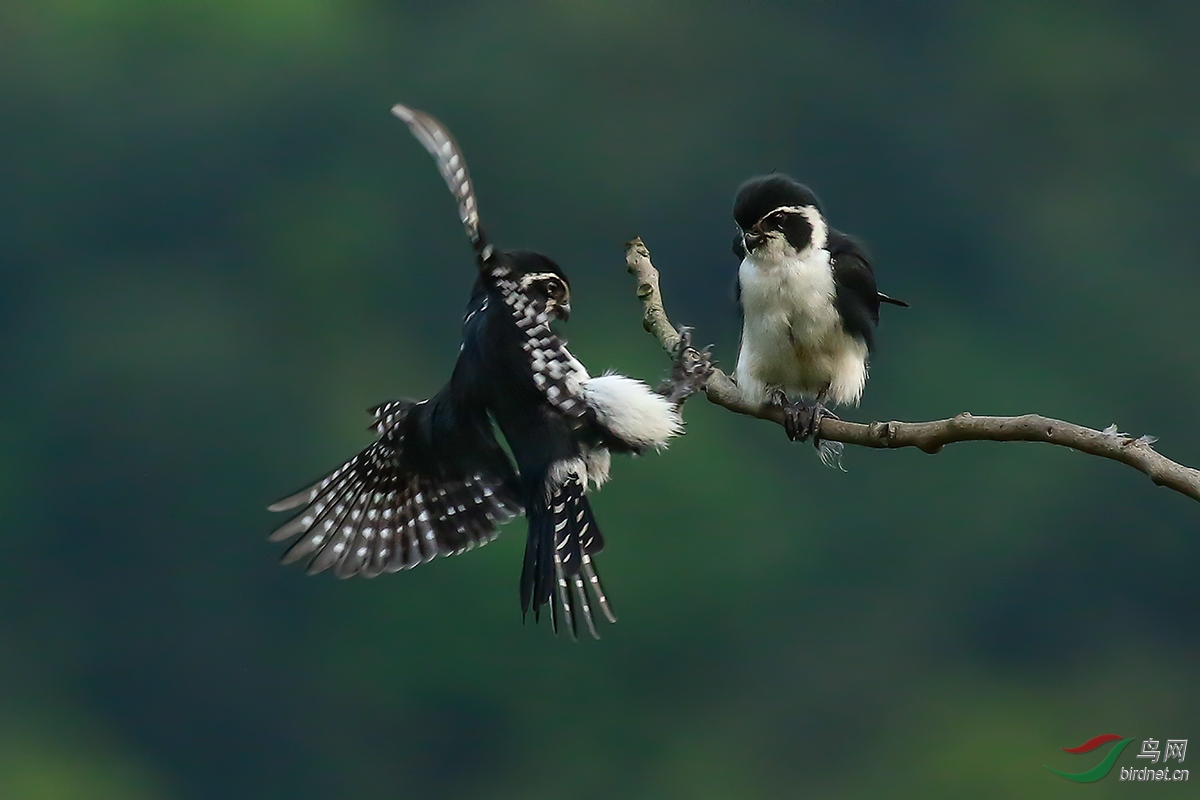 EOS 7D Mark 2II008624.jpg