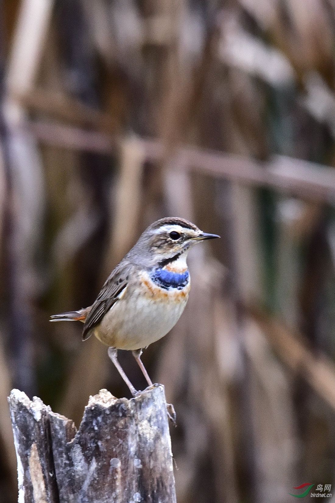 DSC_0589.JPG