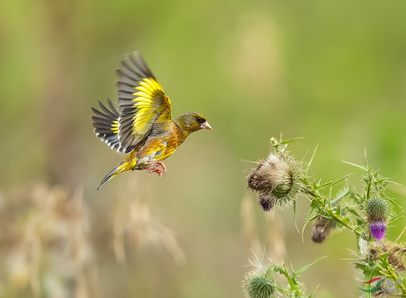 金翅雀——侧飞!
