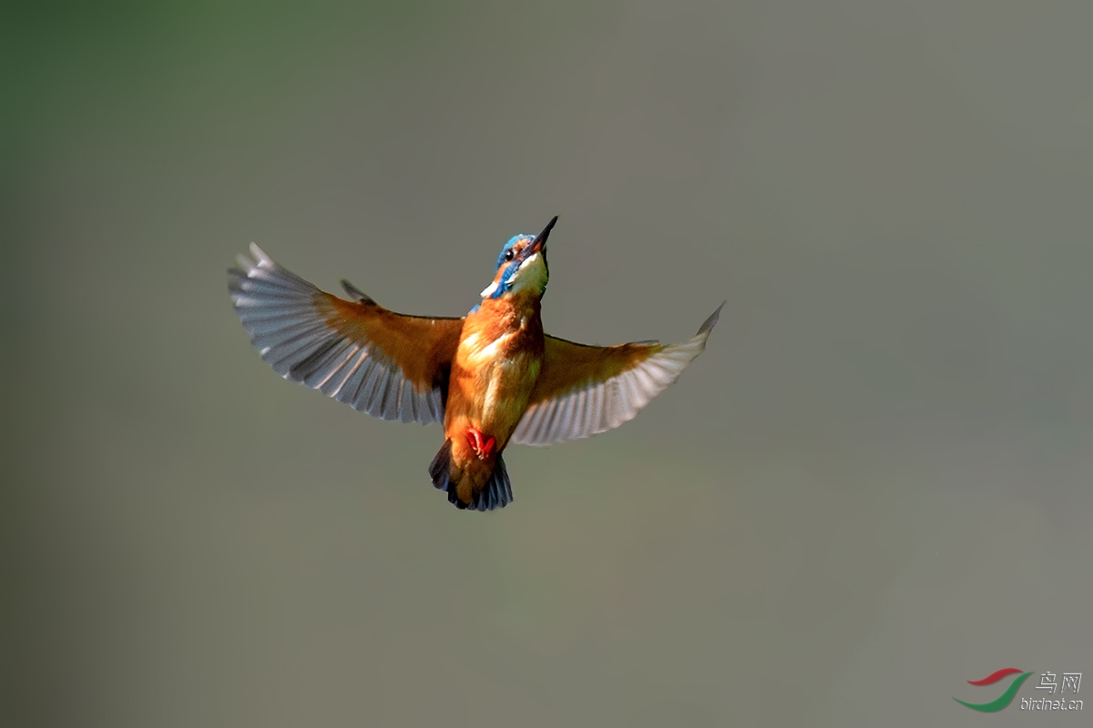 DSC_p7216.jpg