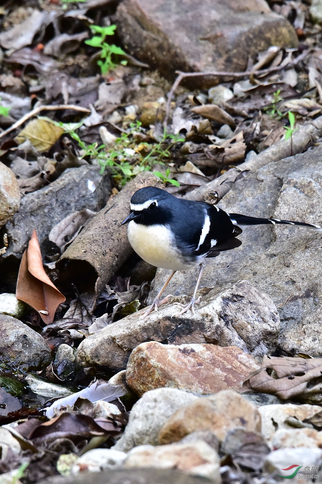 DSC_0591.JPG