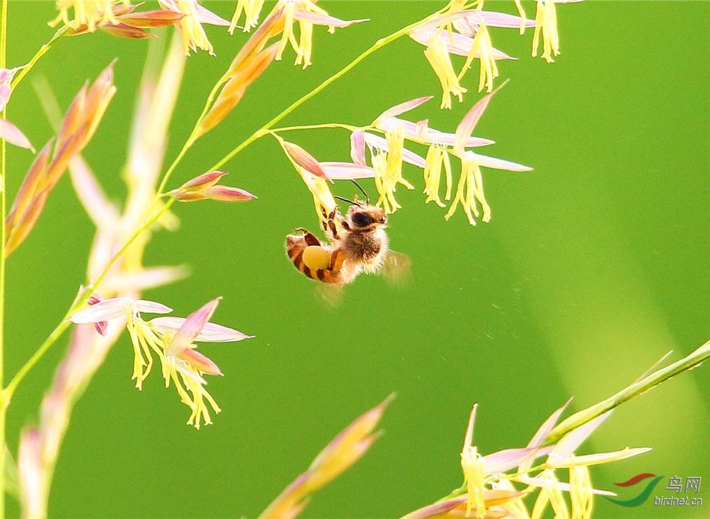 μ��ʪ�ع�԰ С�۷�