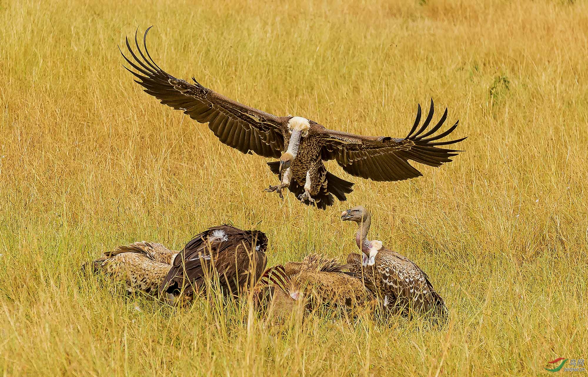 降落——秃鹫