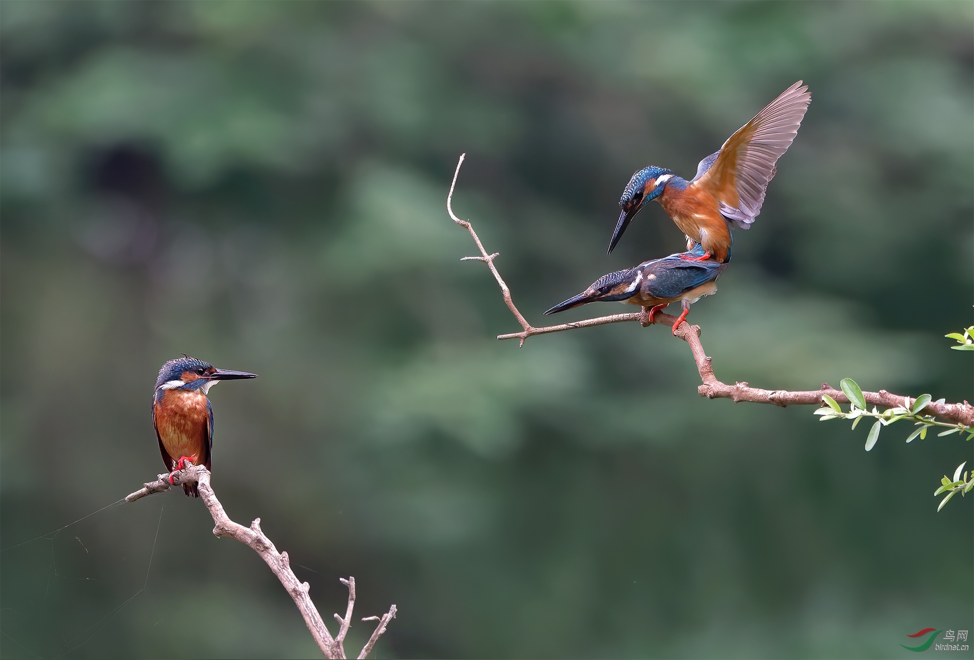 DSC_7155a.jpg