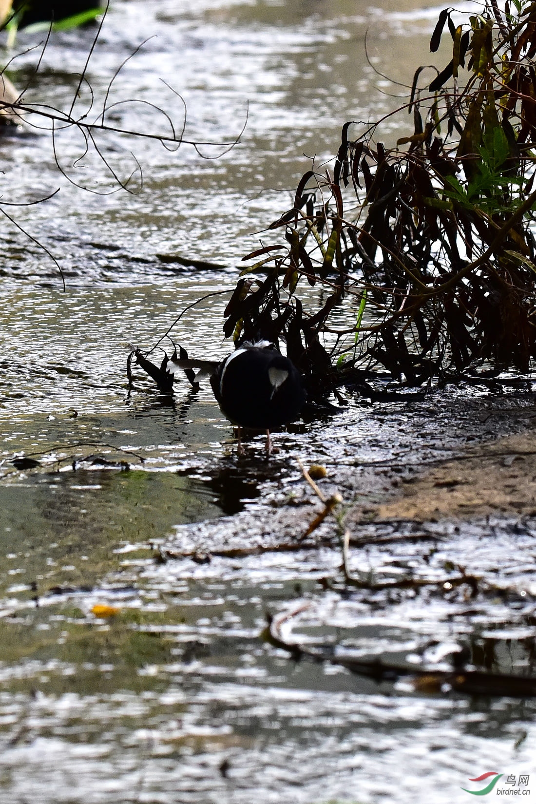 DSC_0608.JPG
