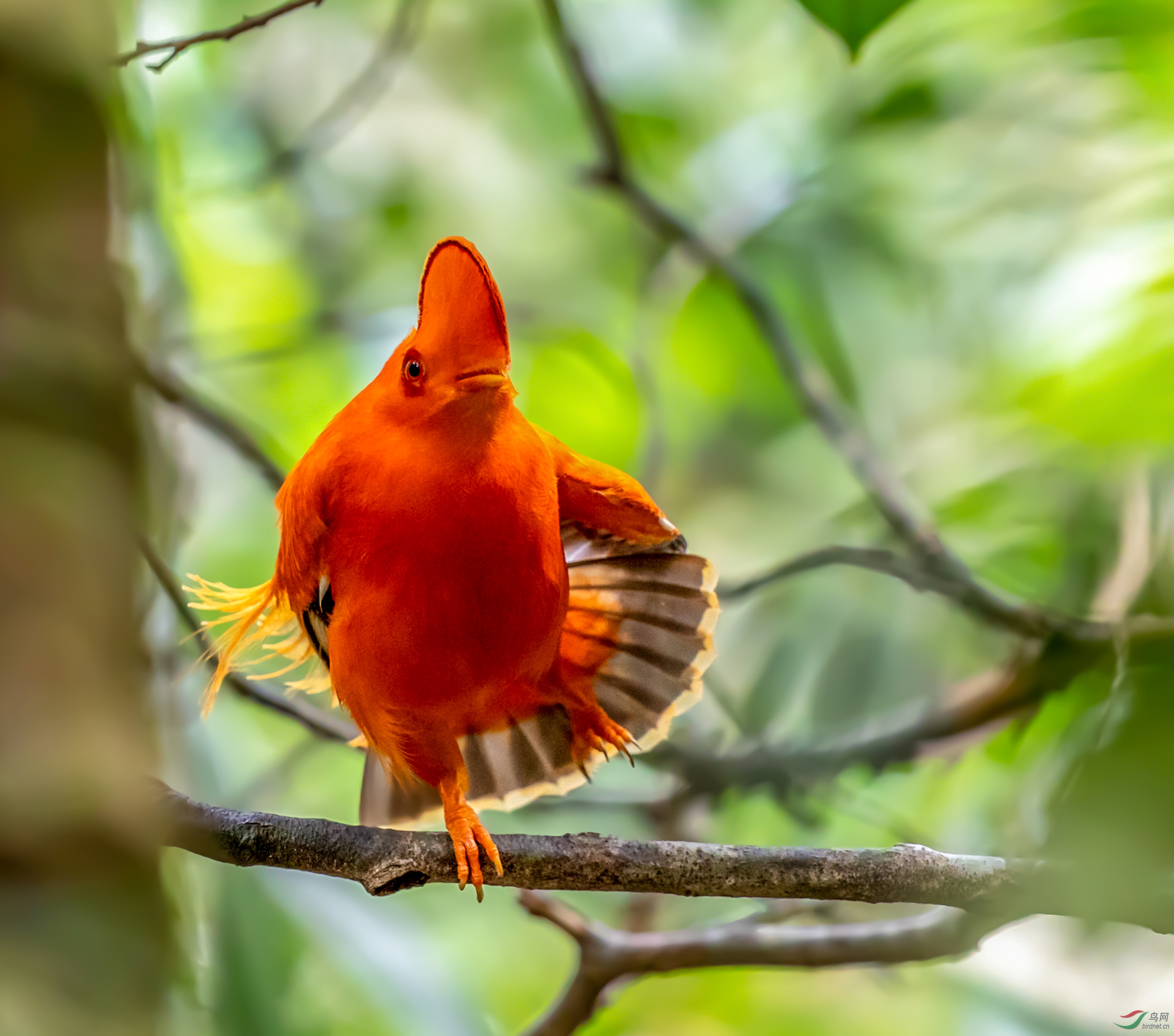 独舞圭亚那动冠伞鸟