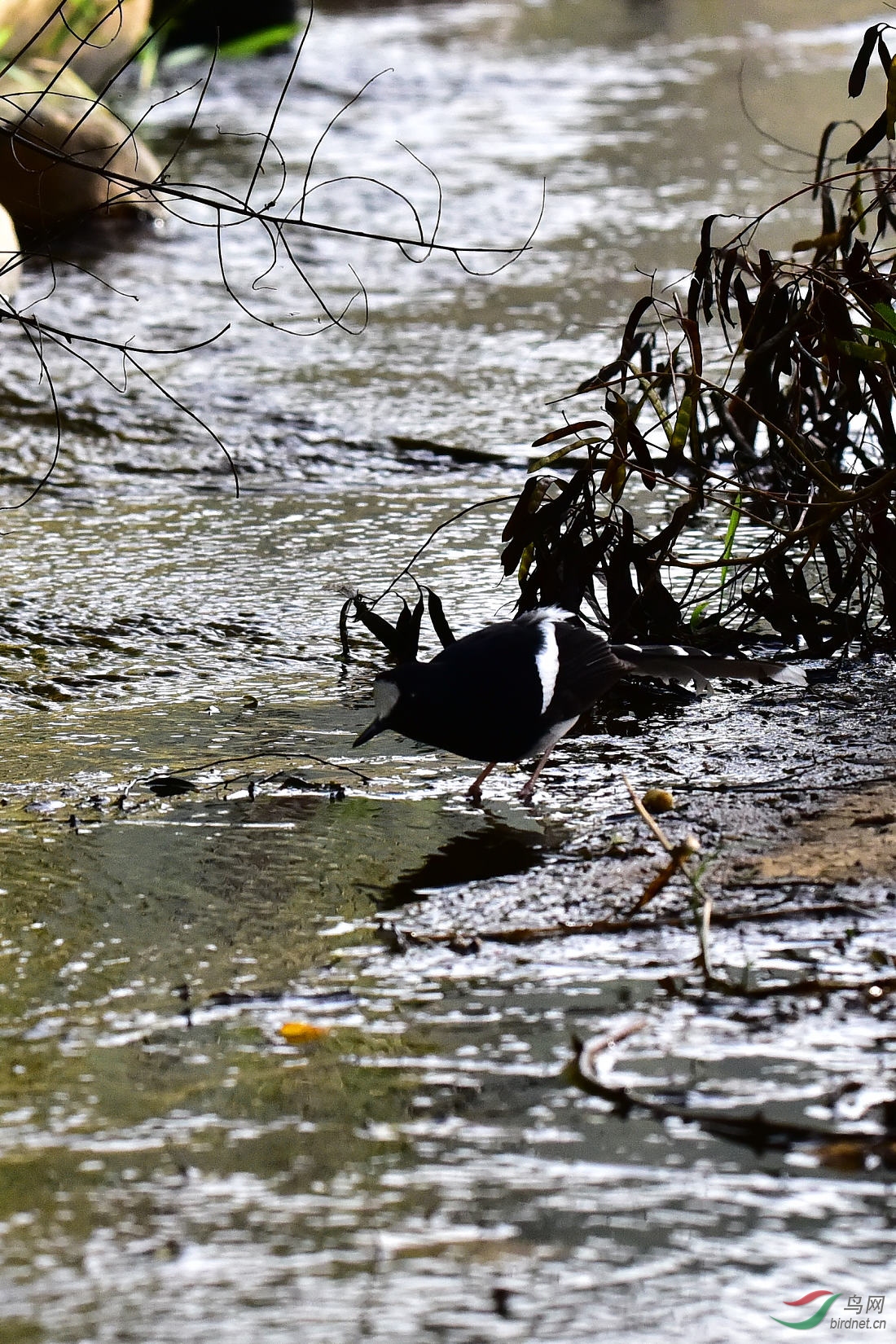 DSC_0610.JPG