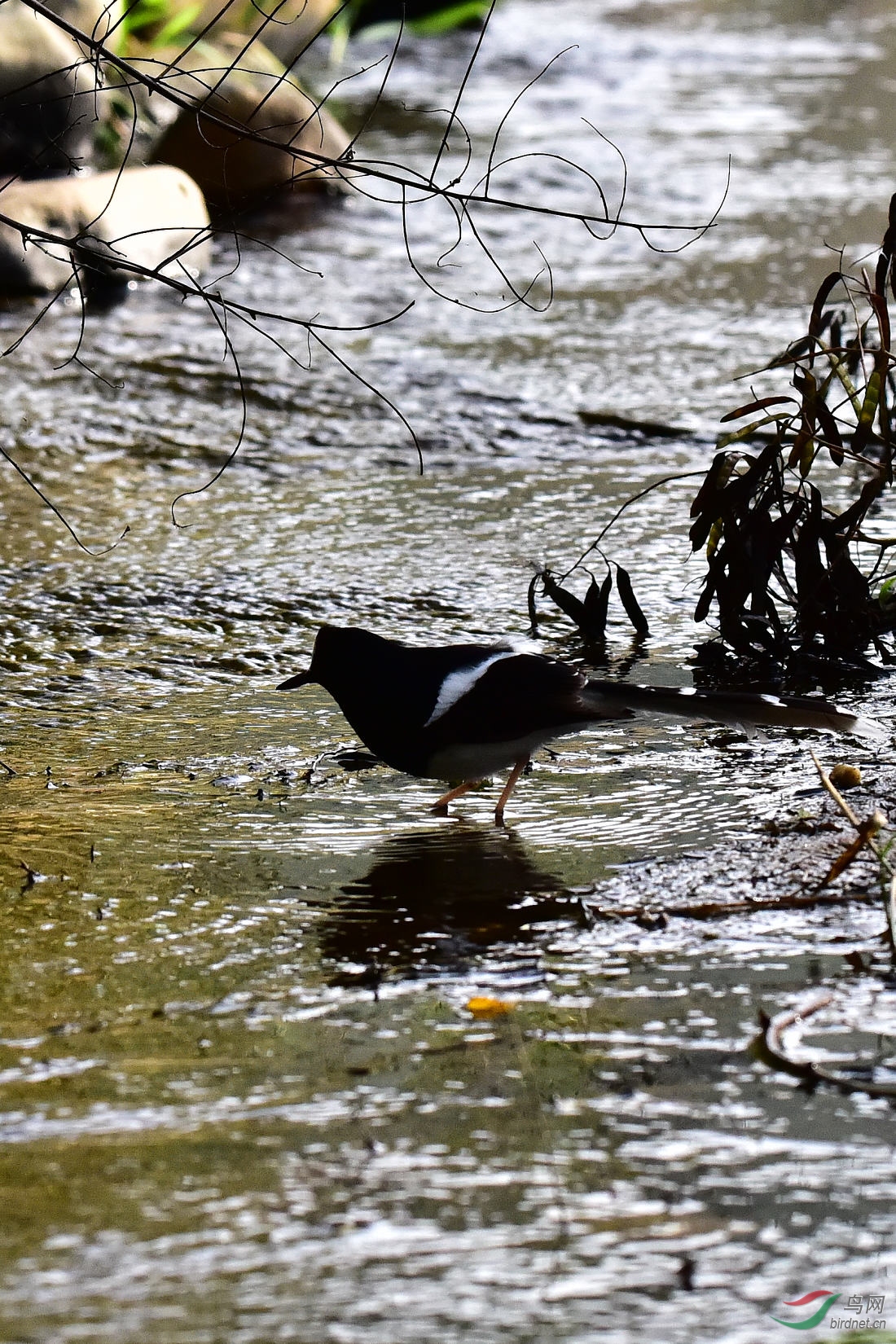 DSC_0613.JPG