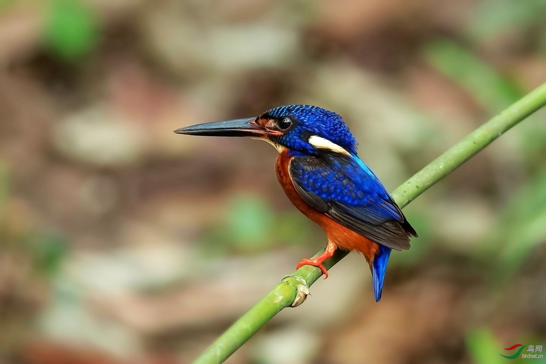 СС�ո� ��ʦ����.jpg