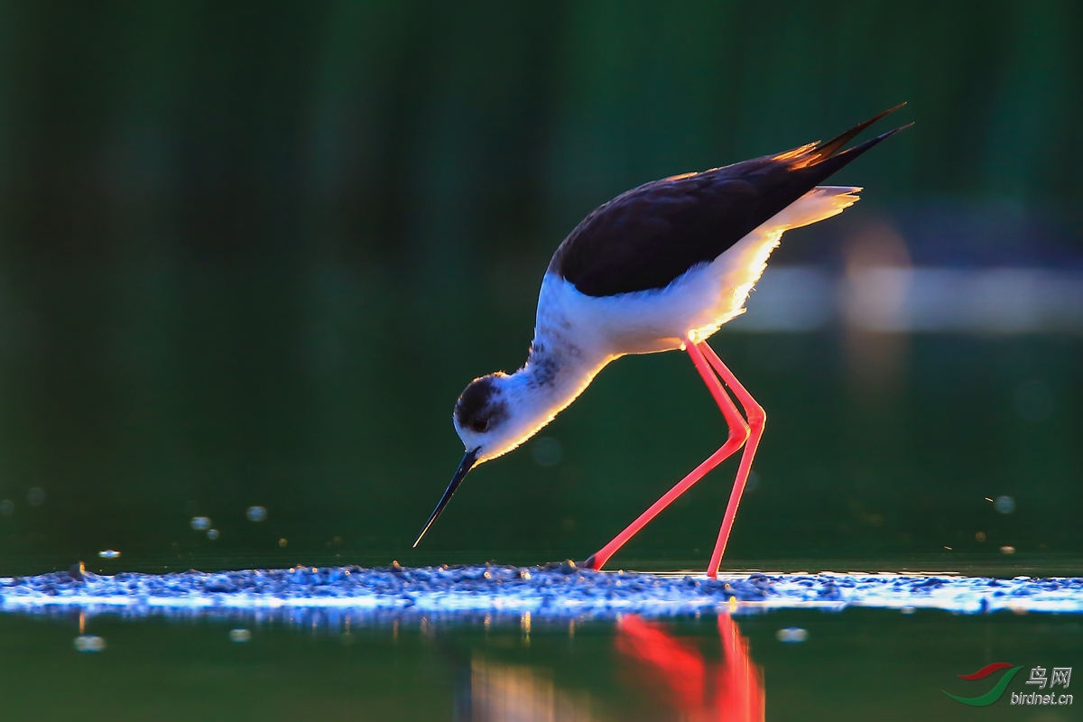 �ڳ᳤����