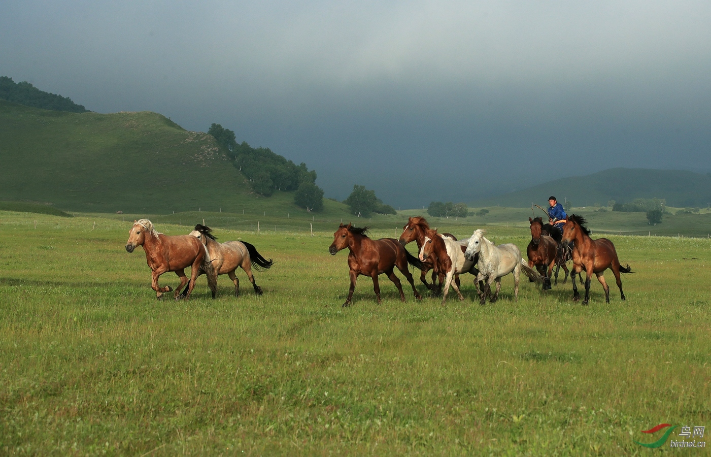 八骏马驰骋草原上(恭贺老师佳作荣获首页精华)