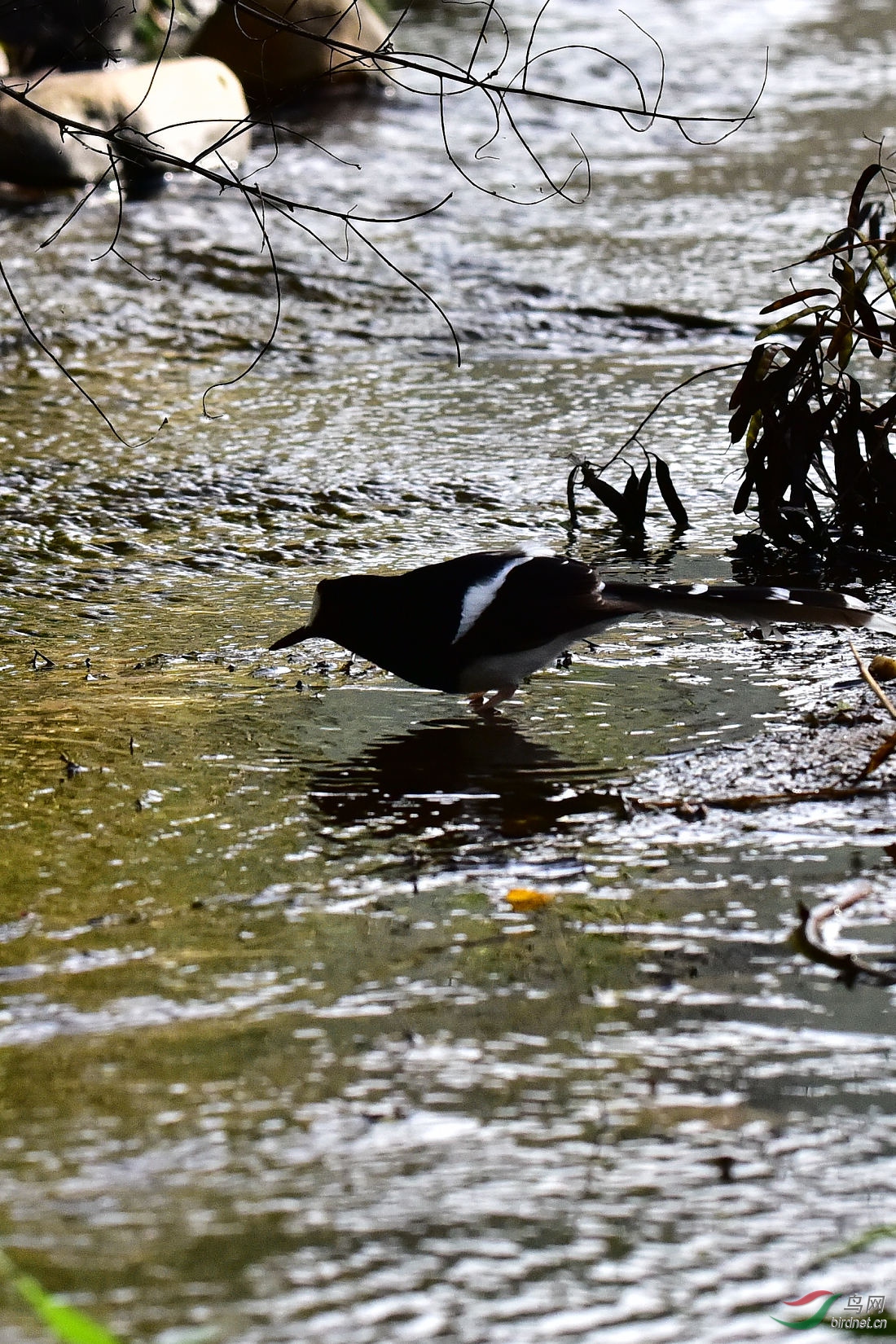 DSC_0615.JPG
