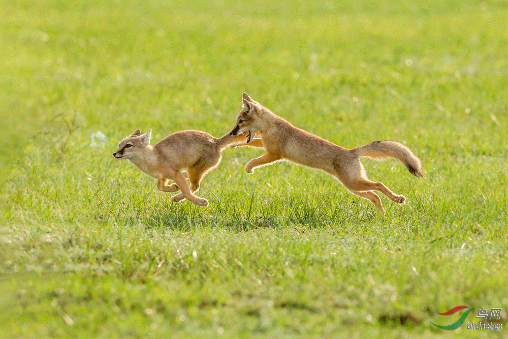 追捉打闹的狐狸贺获鸟网首页动物精华