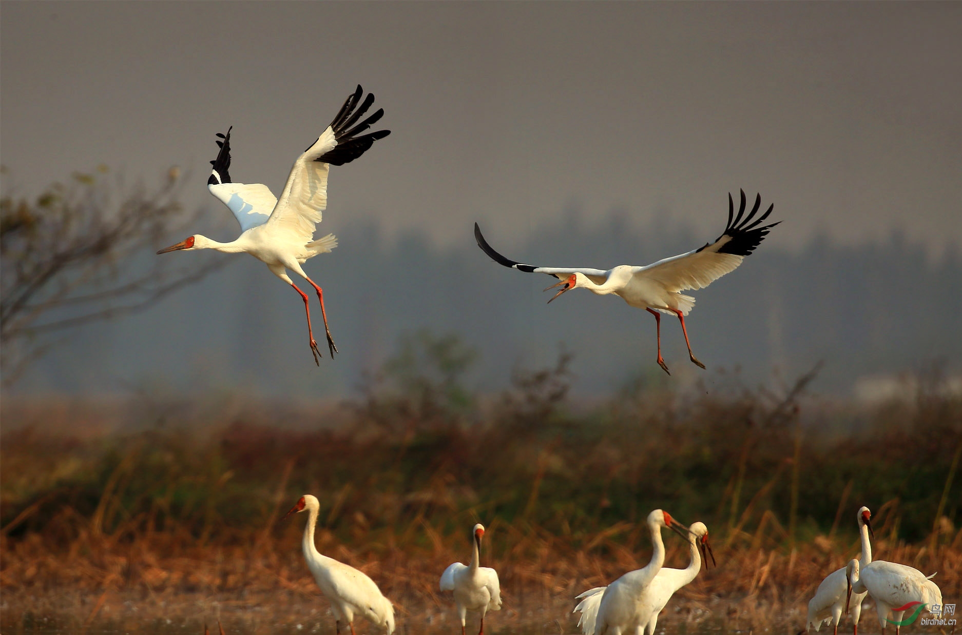 清晨白鹤来觅食