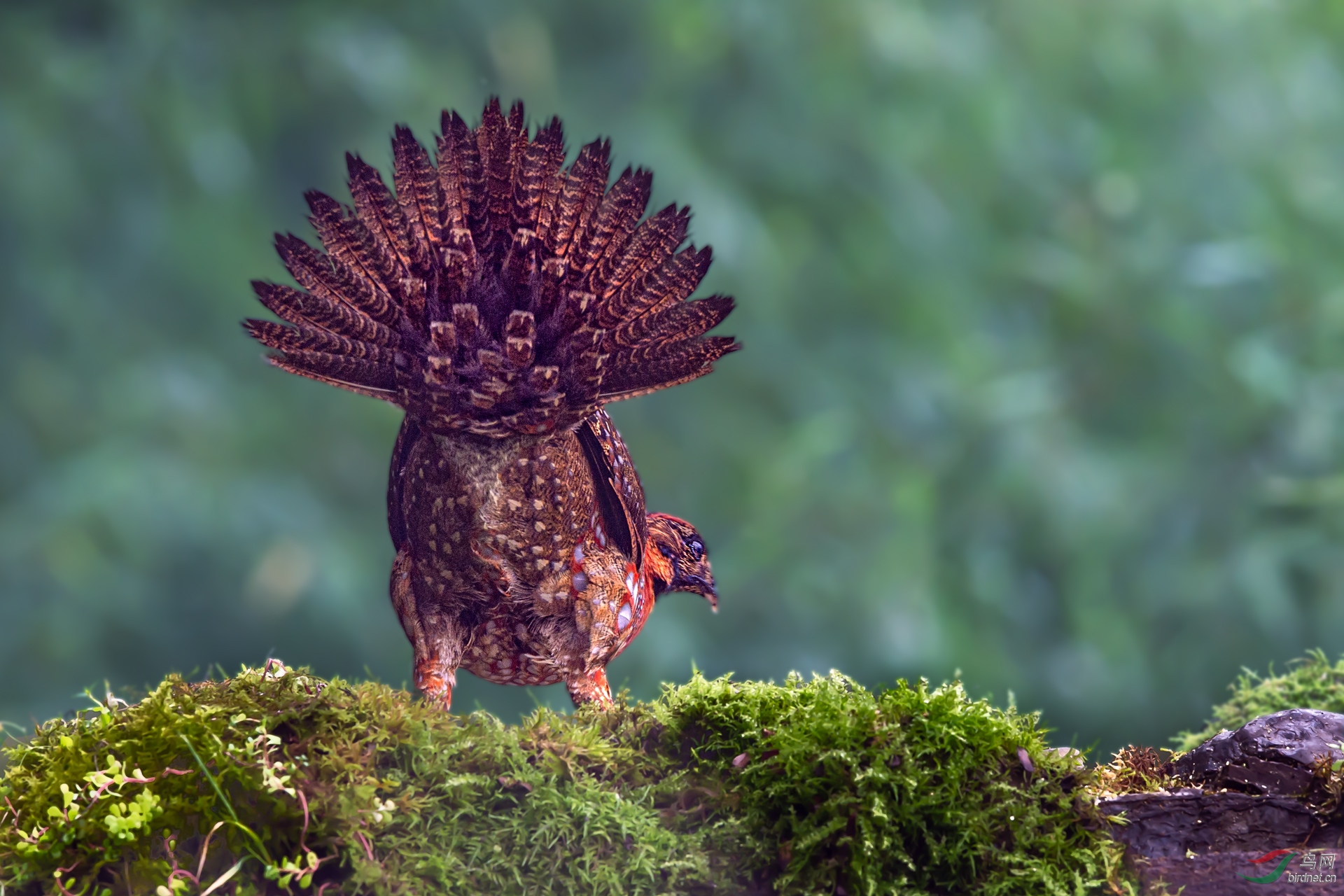 张开尾羽的红腹角雉