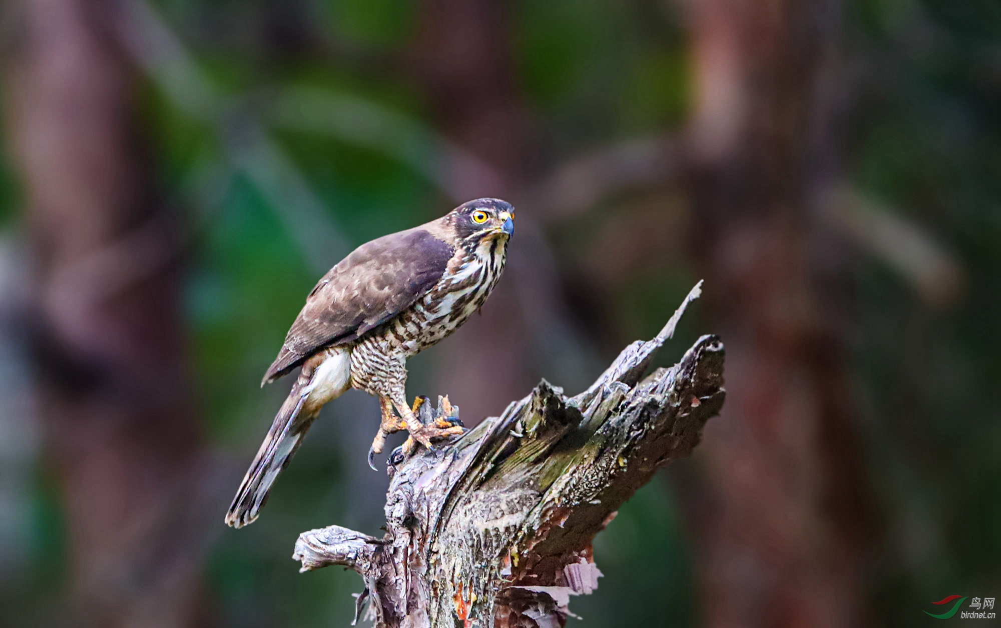 密林深处的灰脸鵟鹰.