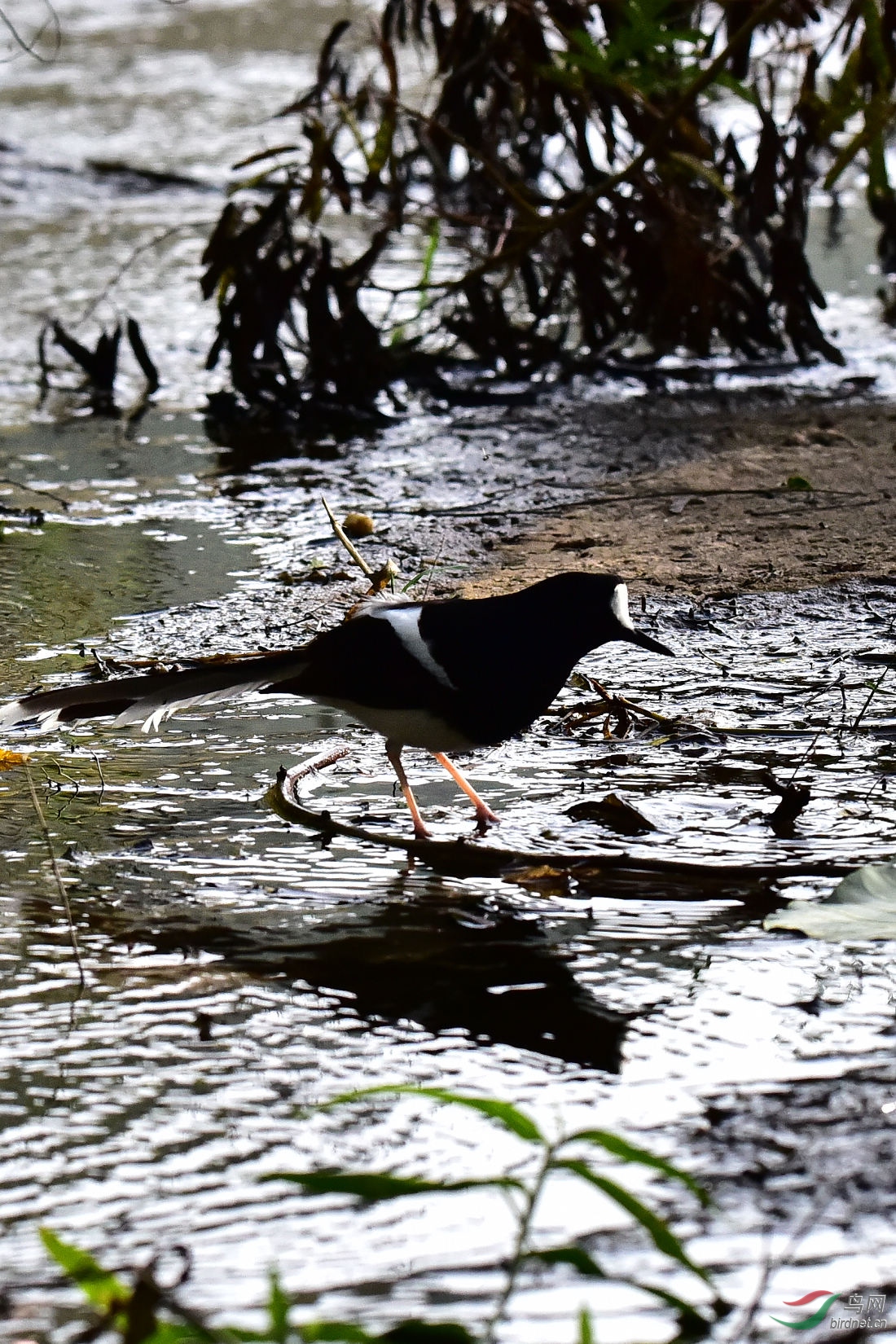 DSC_0621.JPG