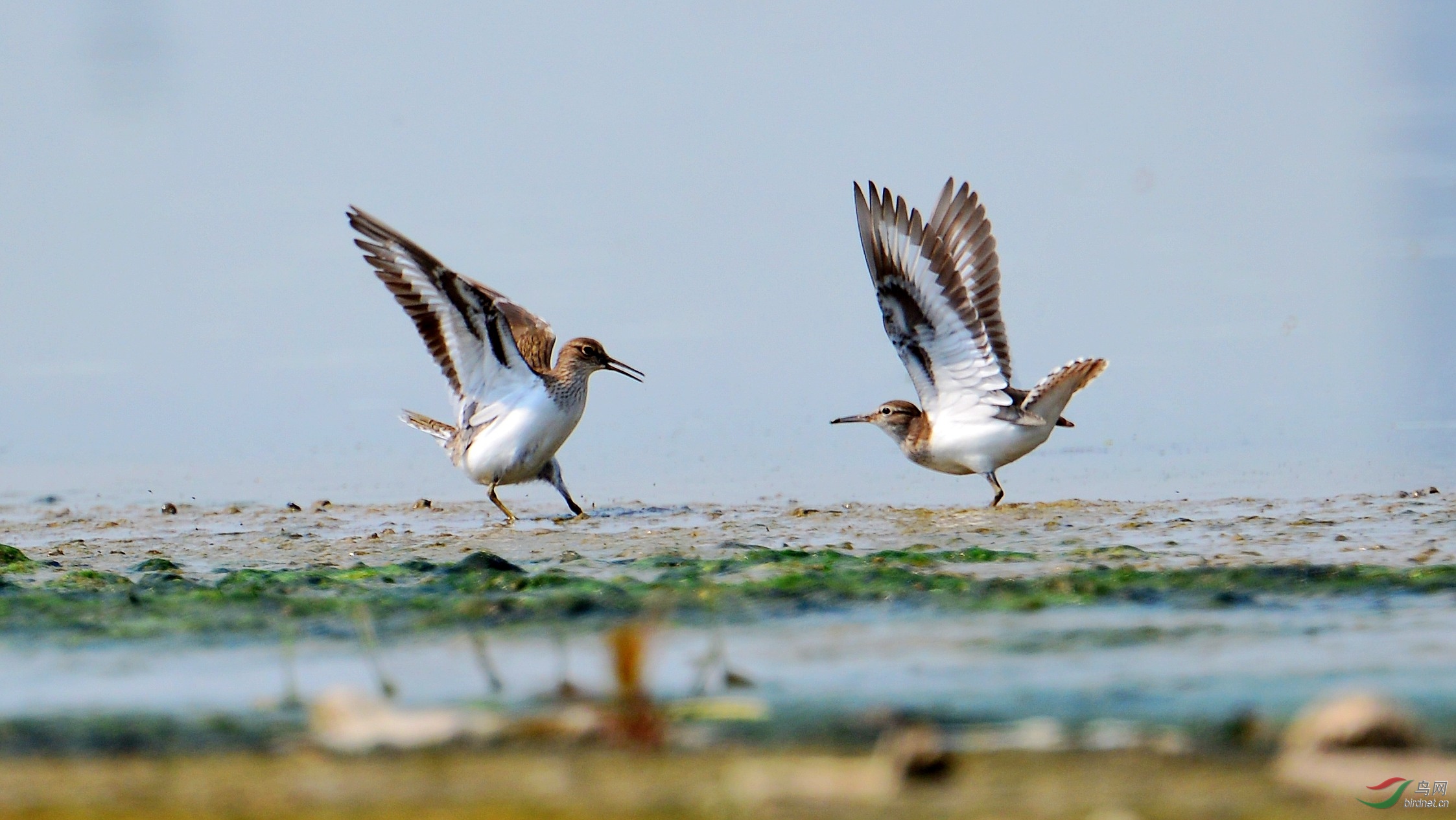 DSC_2689_conew2.jpg
