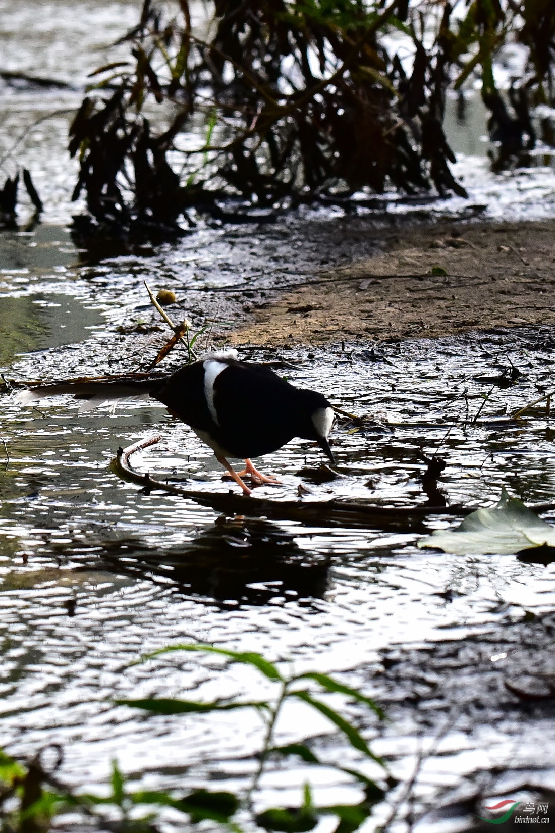 DSC_0624.JPG