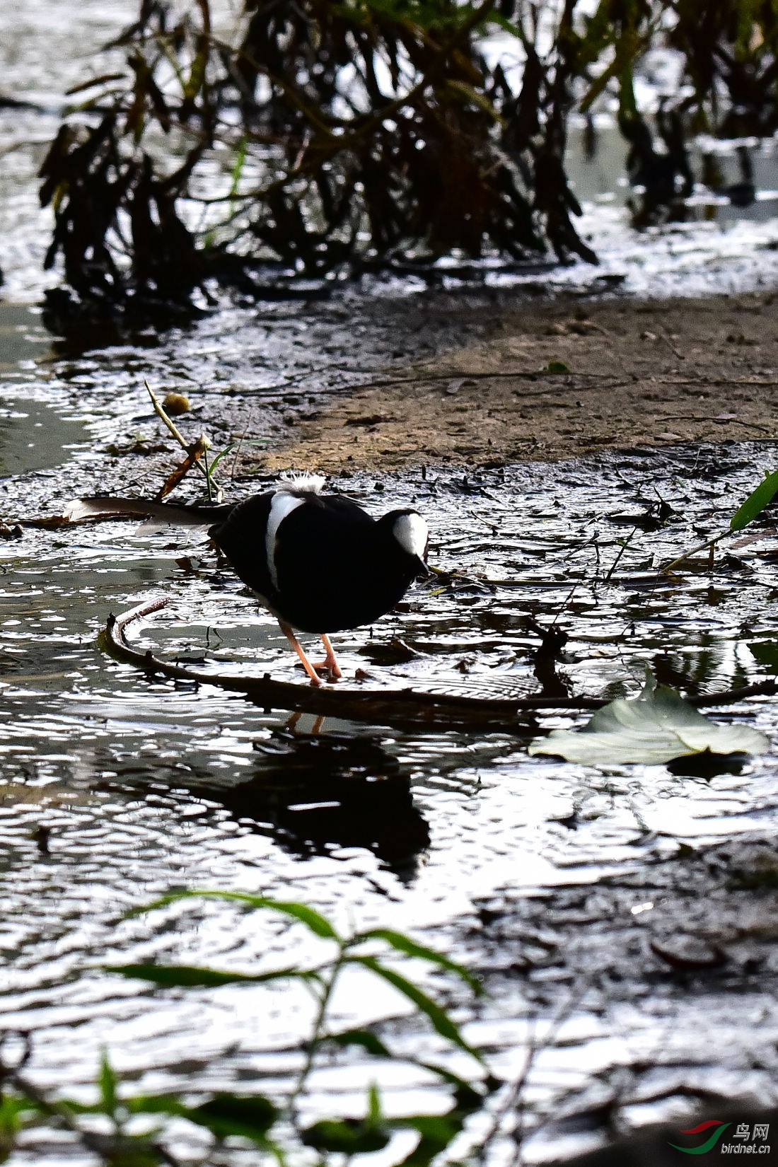 DSC_0625.JPG