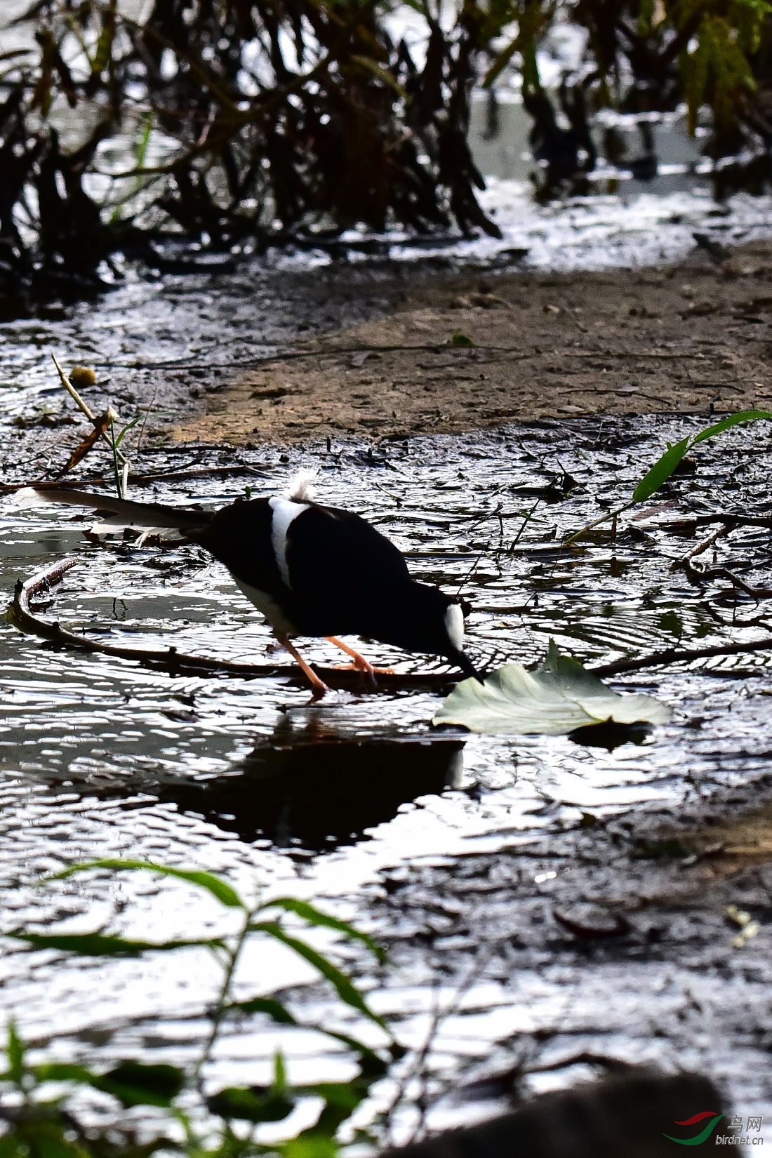 DSC_0626.JPG