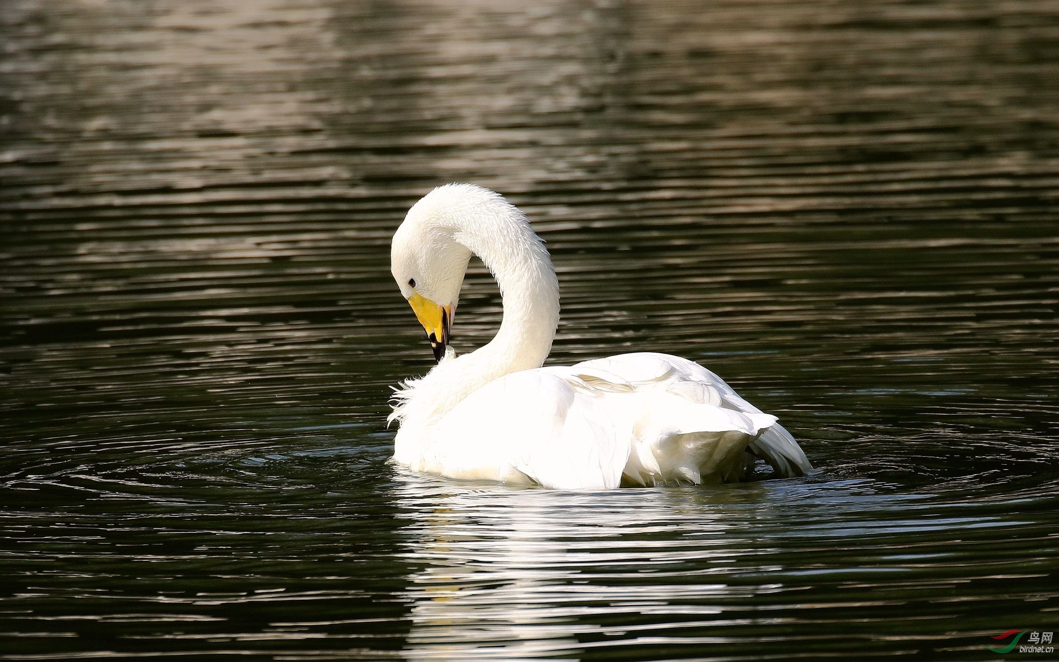 大天鹅梳理羽毛