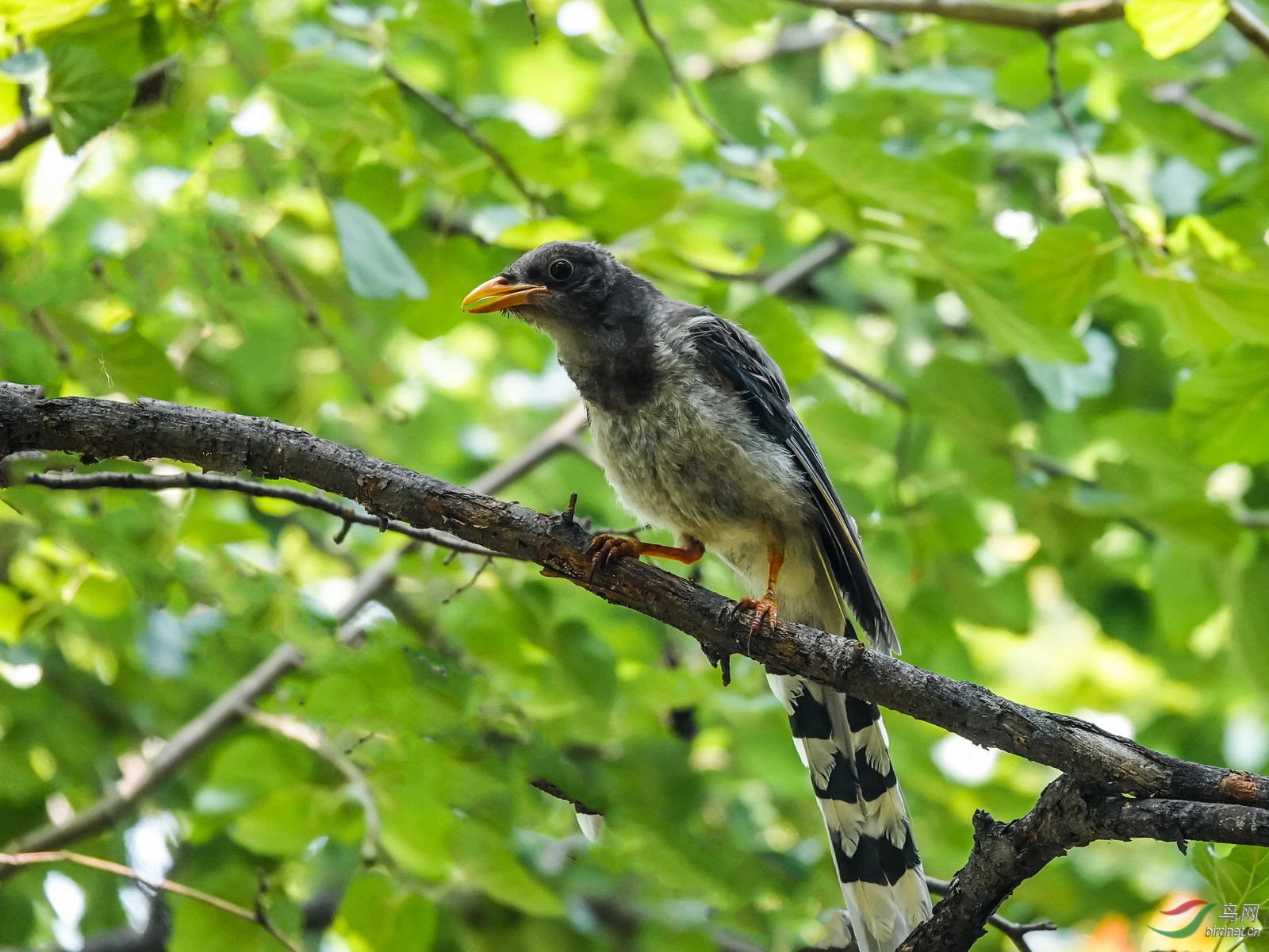 DSC06428ab.jpg