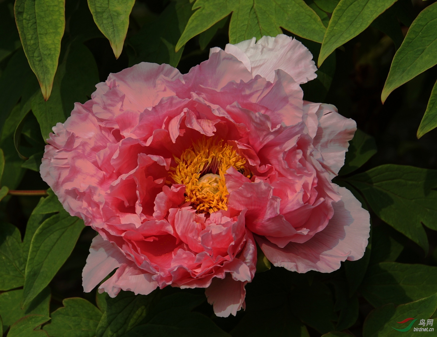DSC08387.JPG