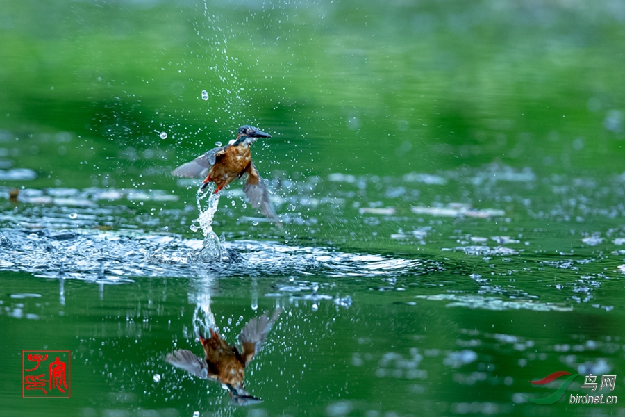 ��ͨ����-Common Kingfisher-��ˮ-2.jpg