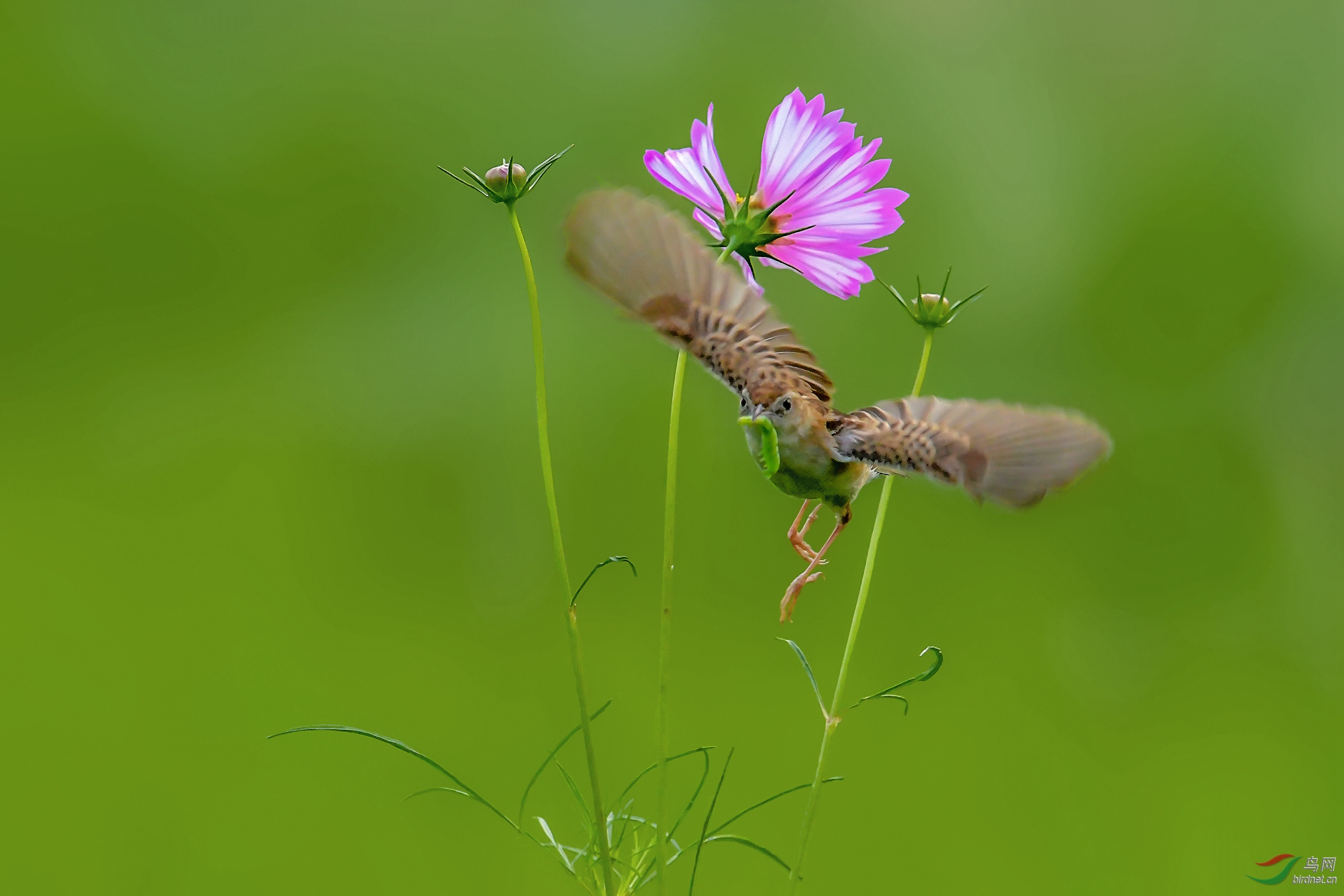 DSC_0652 (2)_����.jpg