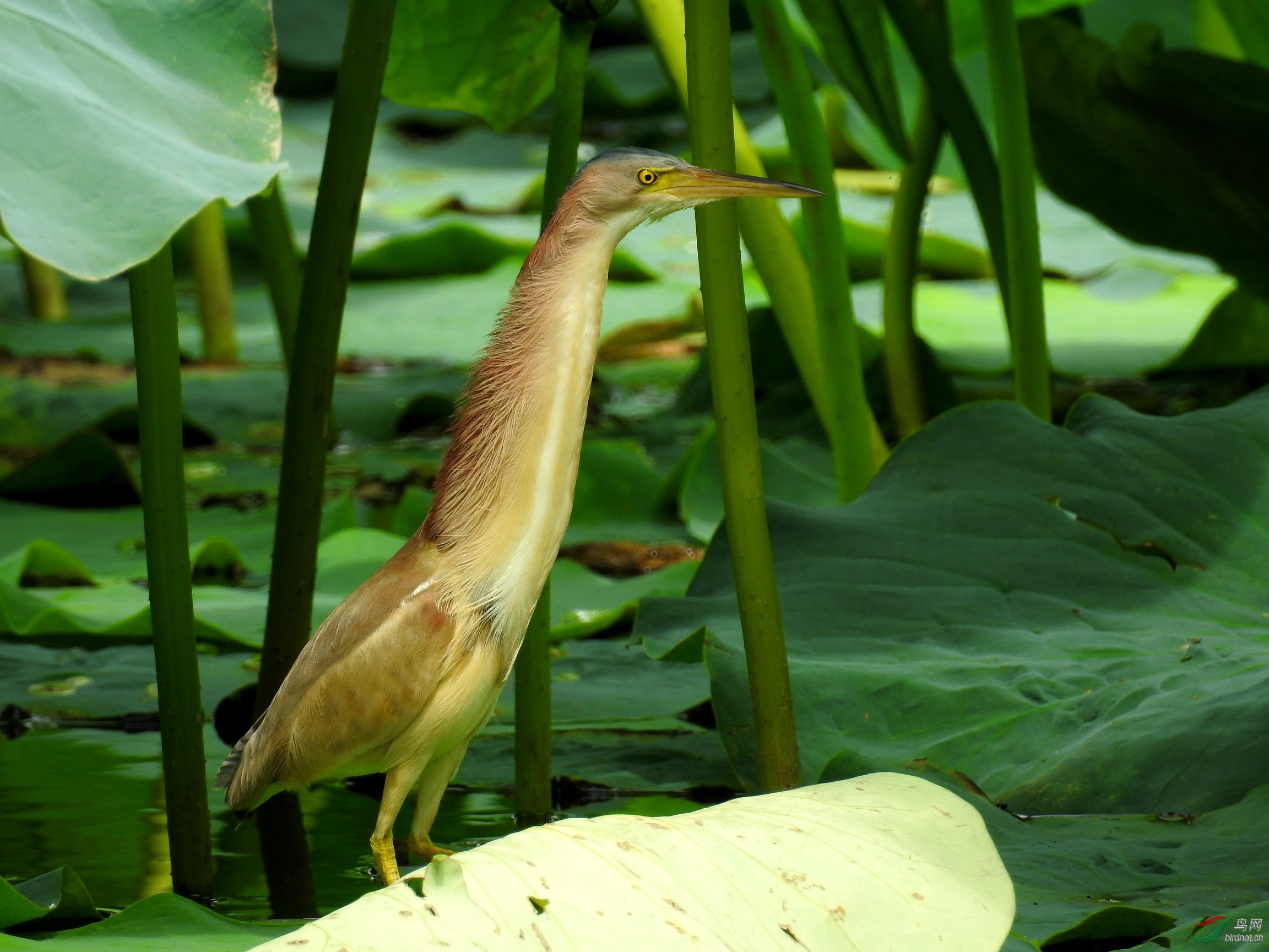 DSCN6009.JPG