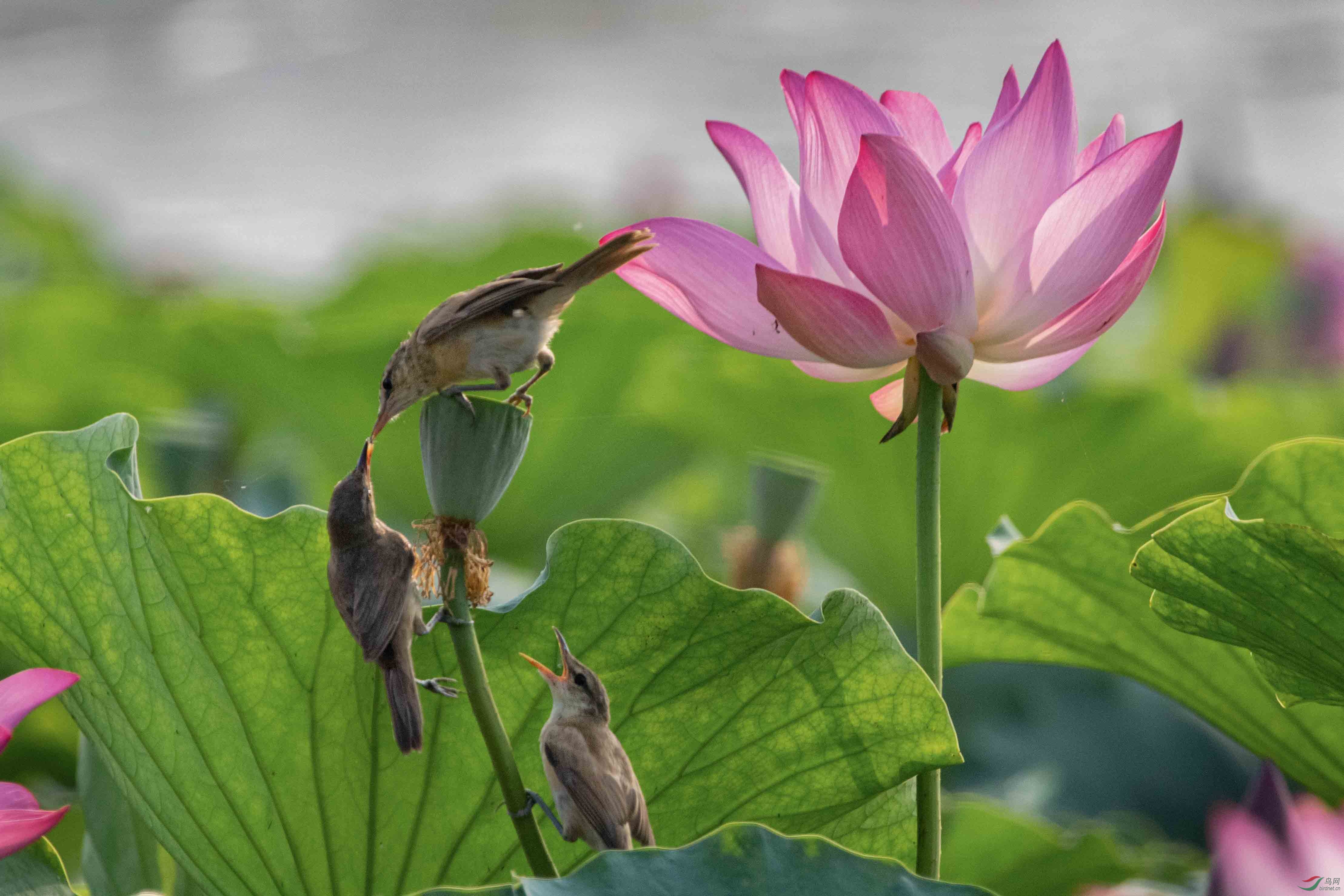 ������έݺ